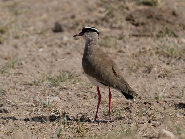 <h3><a href="/trips/tanzania/biota/animalia/chordata/aves/024 charadriiformes/009 charadriidae/vanellus coronatus/vanellus coronatus-nl.html">Vanellus&nbsp;coronatus</a> / Crowned&nbsp;lapwing / Diadeemkievit</h3>OM-1 Mark II met OLYMPUS M.150-400mm F4.5 TC, 1/2000 sec  bij F5.6, ISO 320, afstand 11.2&nbsp;m